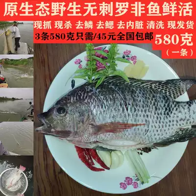 Now killed seafood wild freshwater tilapia fish Fusou fish fresh frozen fish 1700 grams three pack