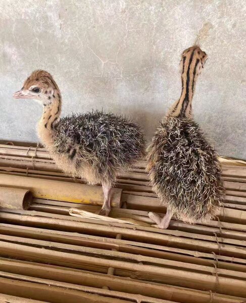 荣浩生态养殖