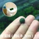 Плавающая трава зеленый шарик водорослей около 0,8 см 1