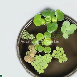 Популярный пресноводный аквариум для утки на вода