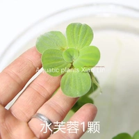 1 гибискус воды (случайный размер)