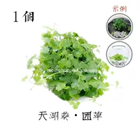 1 Tianhu Aoi Troupe 1