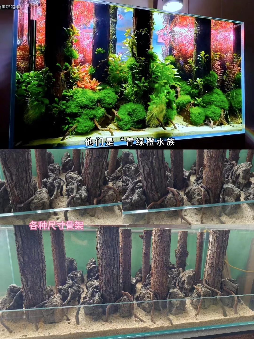 Black Cat Forest Song Fish Tank Water Grass building a full range of eco-plant forest songs Champagne wood fir forest-Taobao