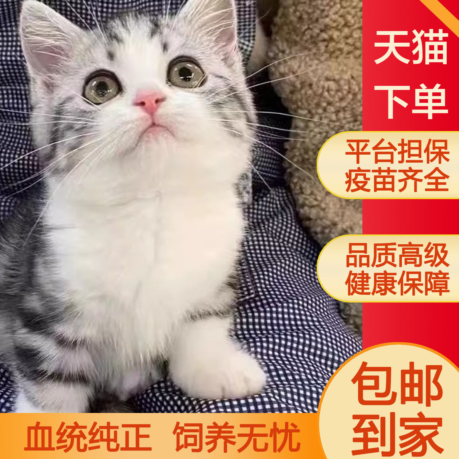 猫猫探险家| 奇迹暖暖Wiki | Fandom, image size:1496x1496