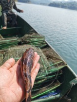 The shell of the asparagus fish