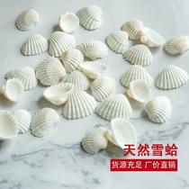 Natural white shells small snow shells 2~3cm Mediterranean home decoration wall stickers DIY floor punching one pound pack