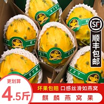 Spot fresh unicorn fruit birds nest fruit super sweet high-end fruit yellow dragon fruit tropical rare pregnant woman fruit SF