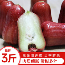 Spot honey bluebell lotus mist 3 kg black pearl lotus mist fresh pregnant women fruit in the country