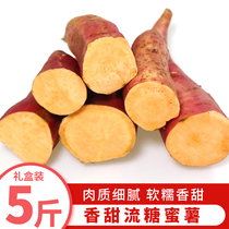Fresh flowing molass potato 5 pounds gift box sweet potato streaming honey potato baked sugar heart sweet potato sweet potato sweet potato sweet potato