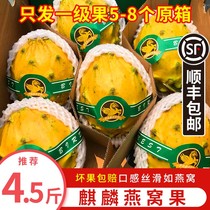 Unicorn Fruit Birds Nest Fruit Fresh Fruit Super Sweet High-end Fruit Yellow Dragon Fruit Tropical Rare Pregnant Woman Fruit SF