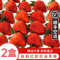 Fresh Red Strawberries 2 Box Selection Big Fruit Sweet Strawberry Red Face Cream Strawberry Fresh Fruit Fruit SF Air Freight