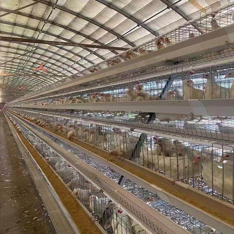 蛋鸡养殖新宠!阶梯式镀锌鸡笼让母鸡下蛋更高效,养鸡户都抢疯了?-宠物鸡-淘宝好物网