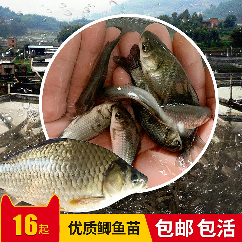 Large plate Zhongke five 53 3 crucian carp fry extra large wholesale live silver naked carp fry white freshwater breeding without armor edible