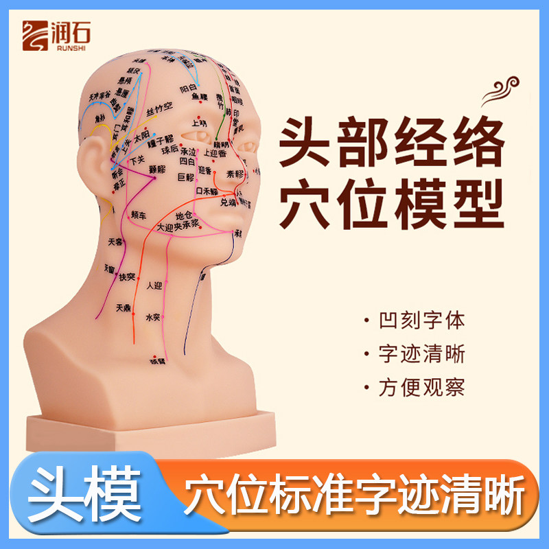 润石头部模型人体经络穴位模具图中医面部四功能针灸腧穴软质头模