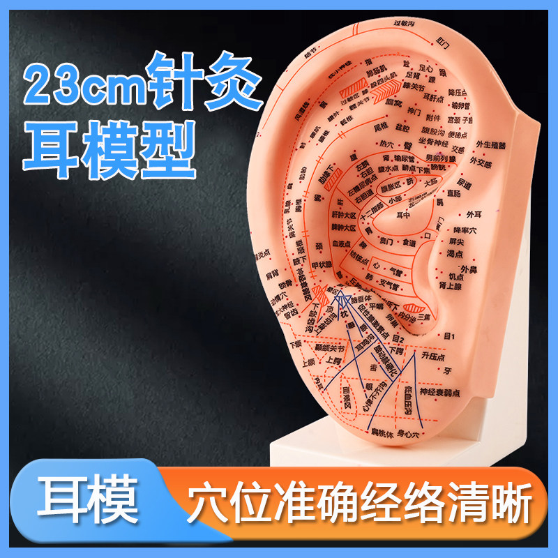 丰帆刻字耳穴位模型23CM带底座针灸耳模耳朵模型按摩模型针灸模型