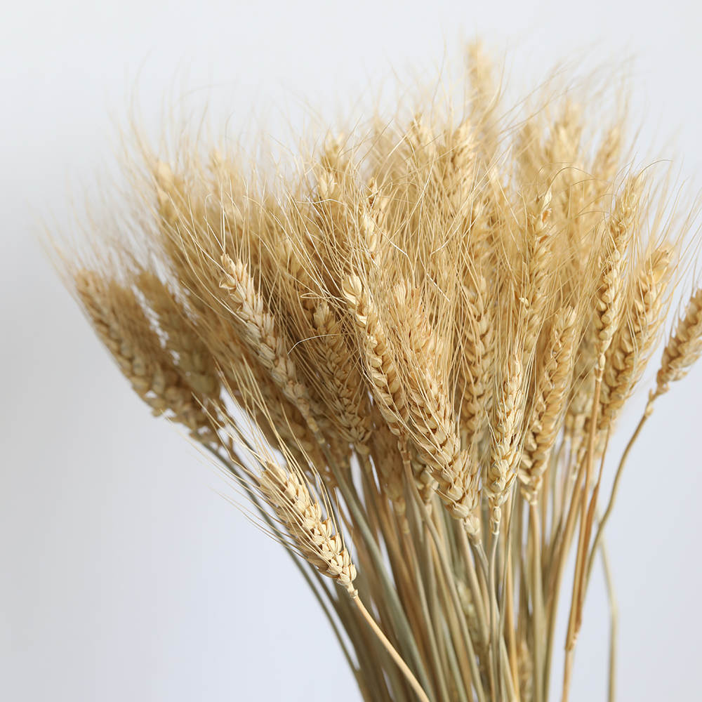 Wheat ear drying flower flower natural bouquet living room shop exhibition hall pastoral trend art decoration shooting props