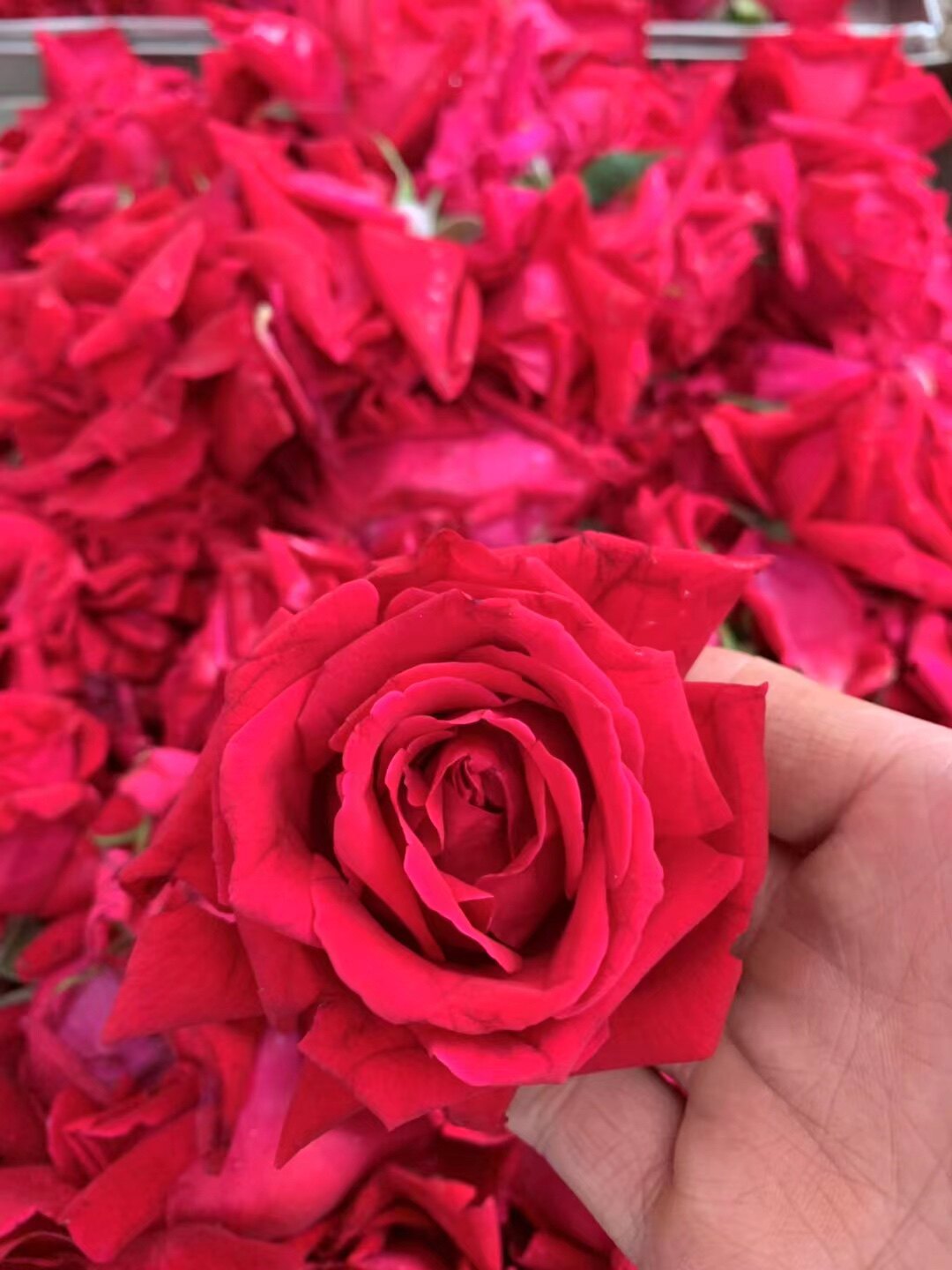 云南朵辉花卉种苗企业店