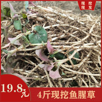 Hair 4 pounds Guizhou fold ear root farm self-growing houttuynia tender root can make tea Festival root salad ready-to-eat