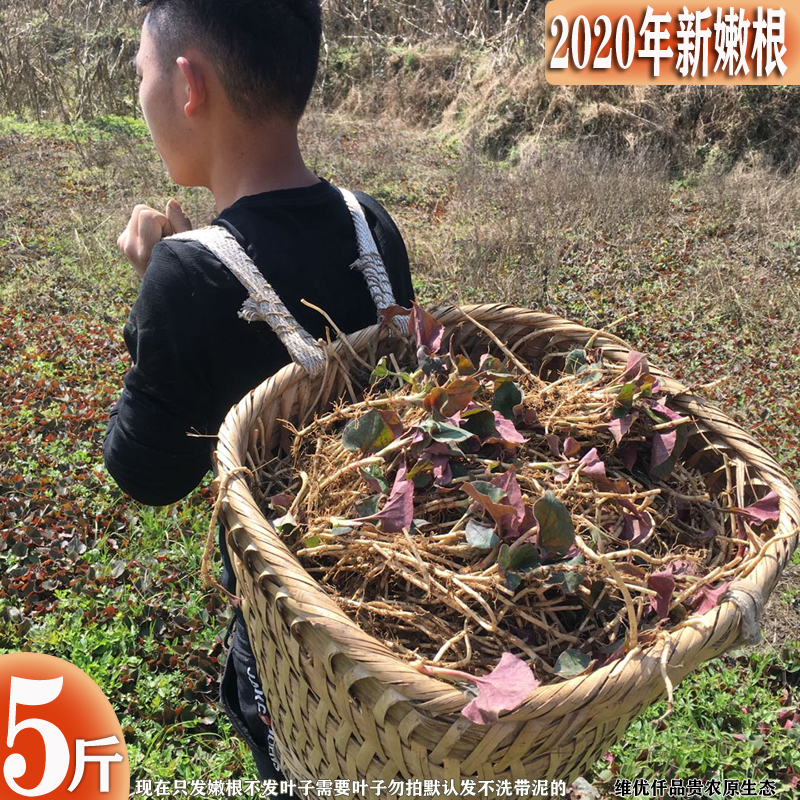 Hair 5 pounds of Guizhou houttuynia Sichuan folded ear root farmers self-planting knots of roots and tender roots can be brewed tea and mixed and eaten