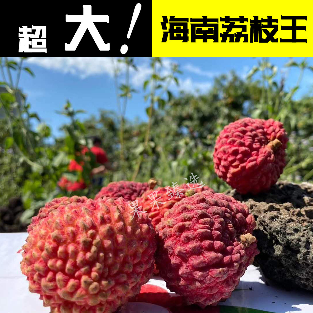 海南荔枝王巨无霸无核火山岩口！当季新鲜到爆！吃过的都说绝！-荔枝-淘宝好物网