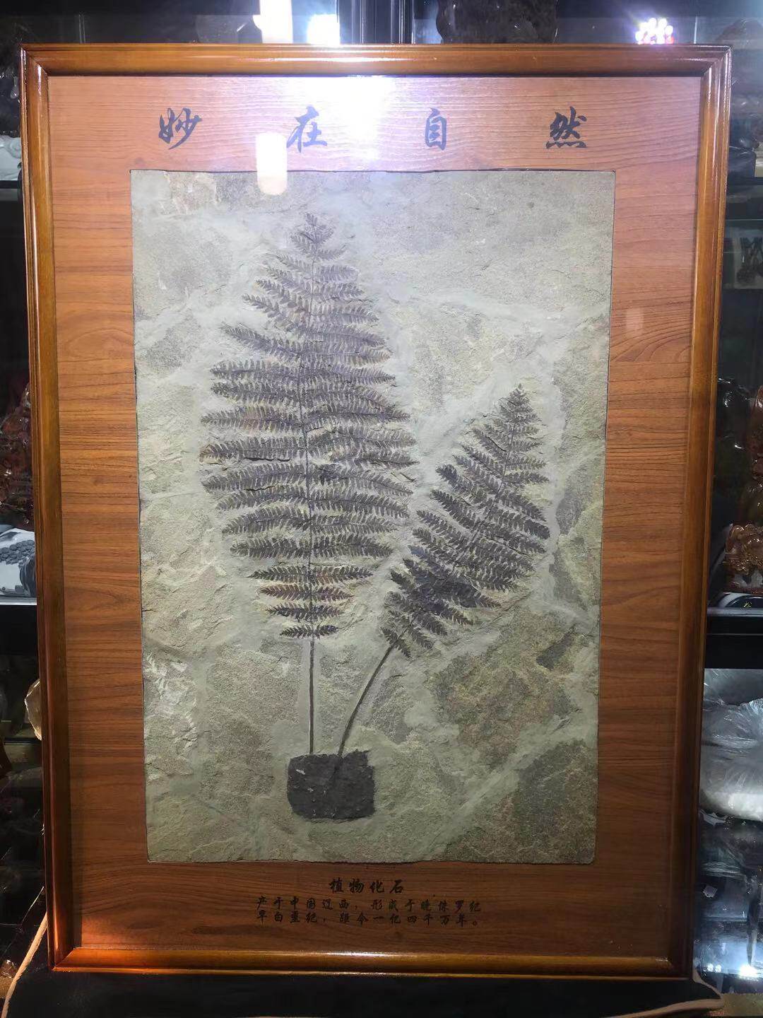 Western Liaoning Ancient Plant Fossil Boutique Solid Wood Mirror Frame Mounted Unmodified Home Decoration Collection