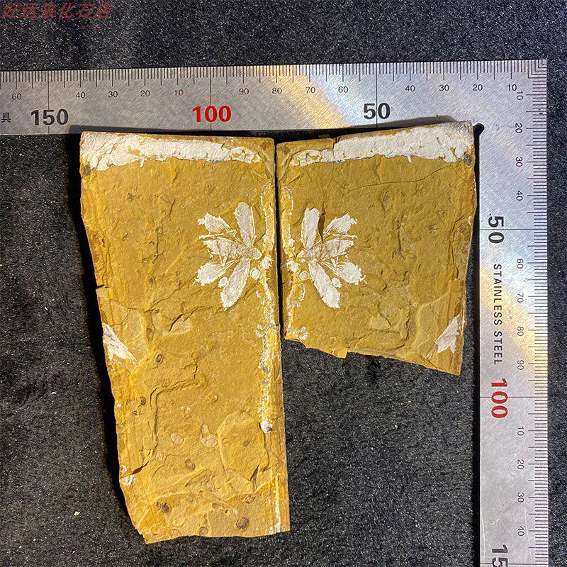 Liao Xi Ancient Biological Insect Fossil Grain with clear no-modified home swing decoration inquiry historical collection