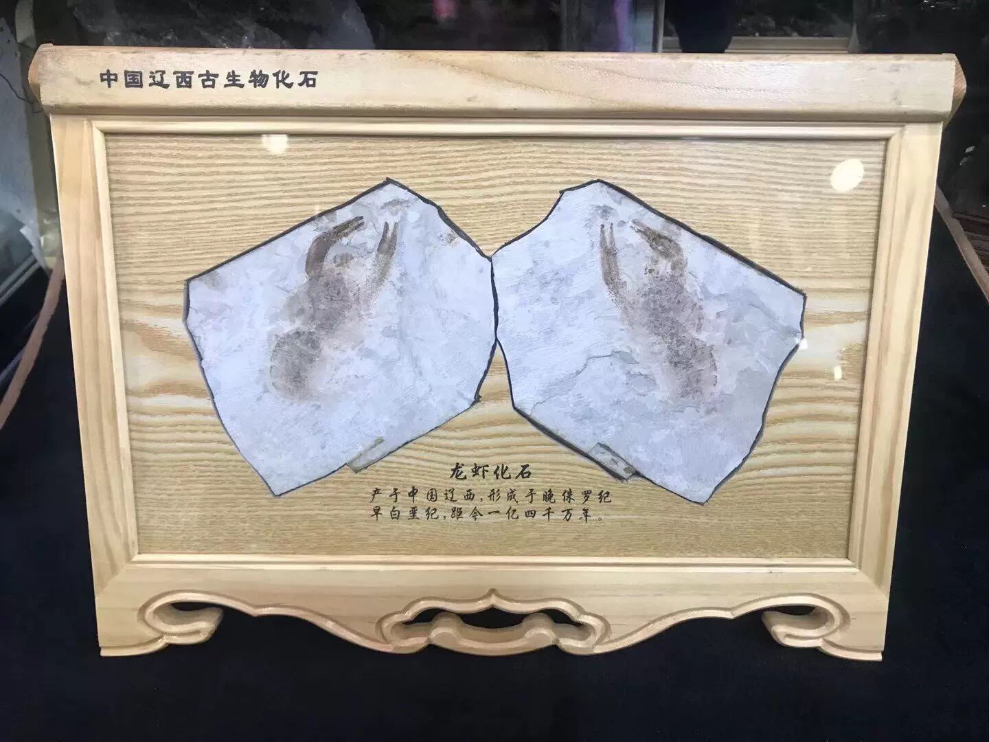 Western Liaoning paleontological wolf-fin fish fossil folio exquisite solid wood framed boutique gift box