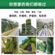 Plant Wall Planting Boxes, Vertical Greening Municipal Projects, Greenery Enclosure, Green Plant Planting Troughs, Wall-Mounted Flower Pots