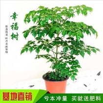 Plate special flower pot living room safe tree potted large living room large fertilizer indoor special nutrient solution