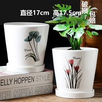 Два больших прямых редких цветов похожи на парню