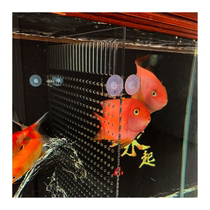 Customized acrylic partition board separation transparent turtle partition baffle suction cup fish tank partition overflow fish comb