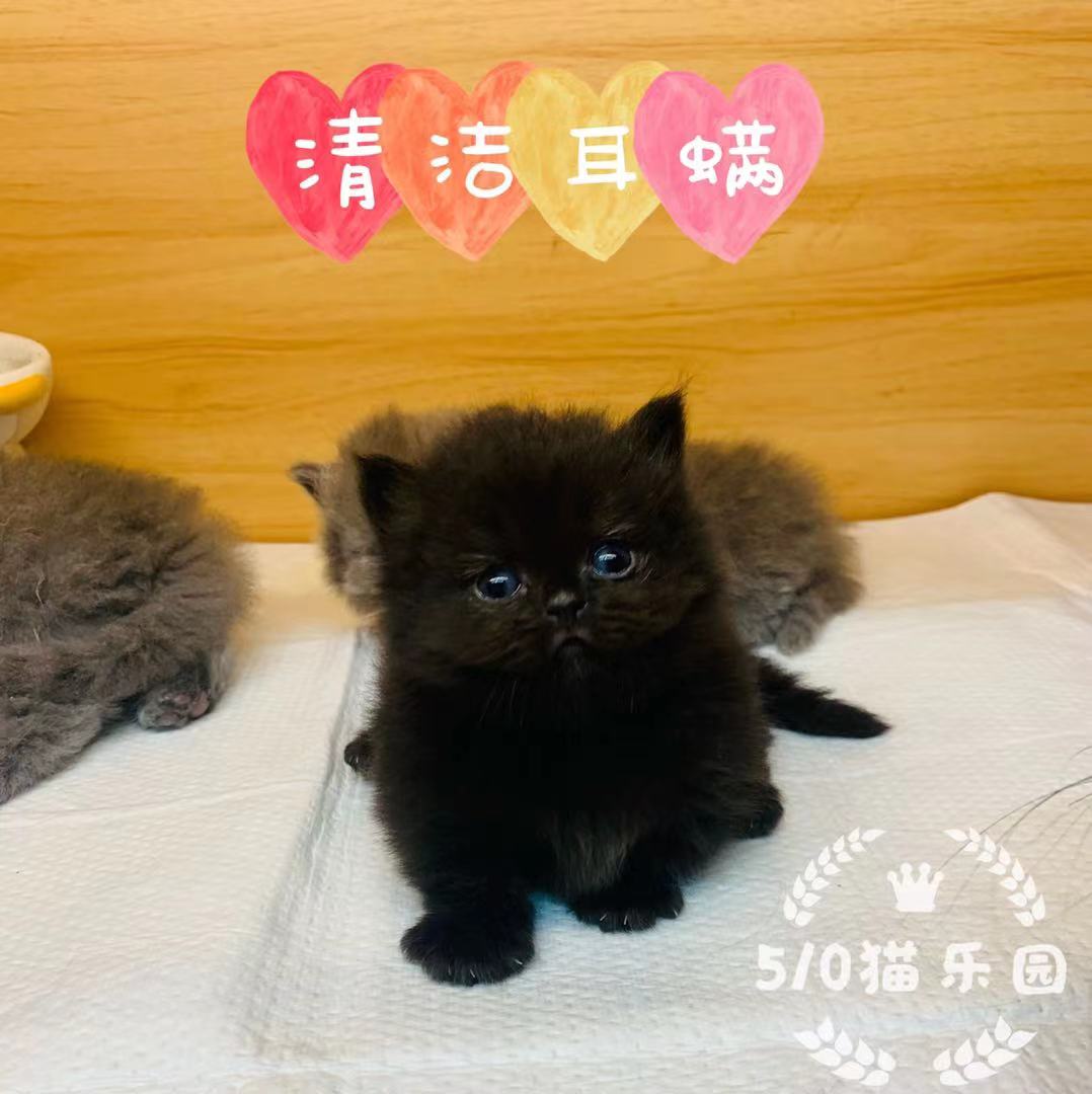 510 Cat Park Clean Ear Mites