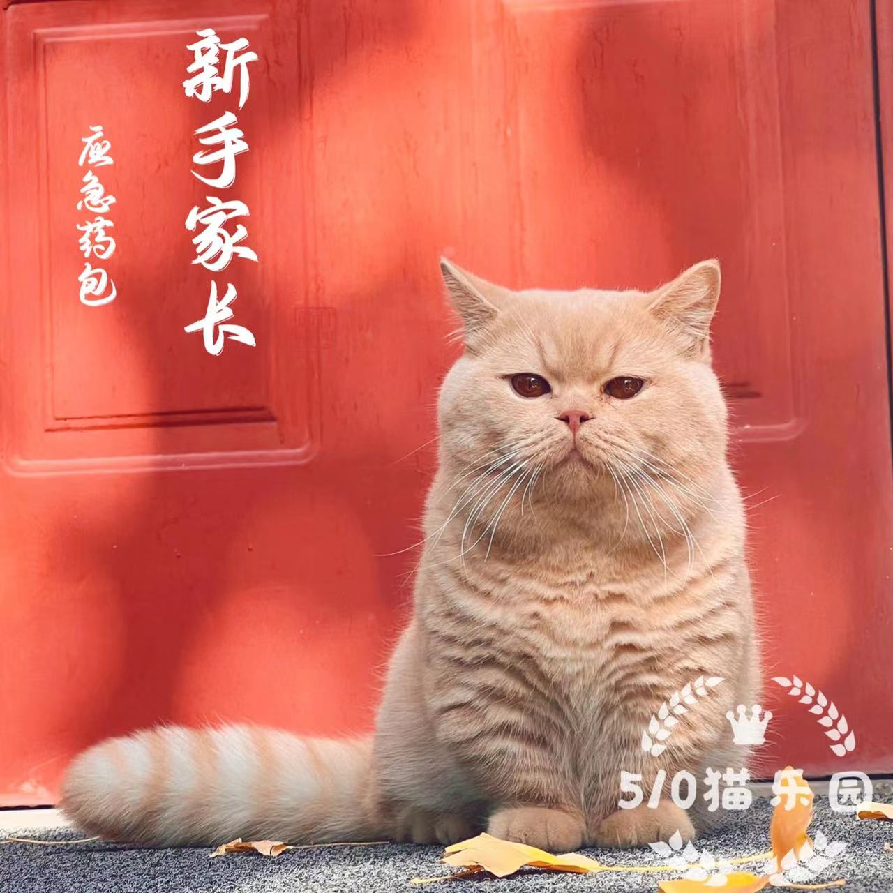 510 Cat Paradise New Hands Parent Emergency Supplies