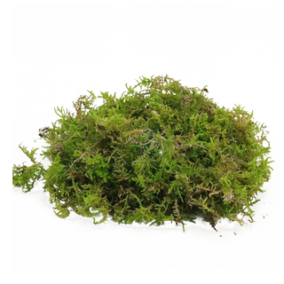 Climbing pet hibernation mat, phalaenopsis, dendrobium, sphagnum moss