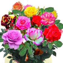 Chinese rose flower old pile tree-like rose fragrance type flower seedling lollipop rose season four seasons flowering with buds indoors and outdoors