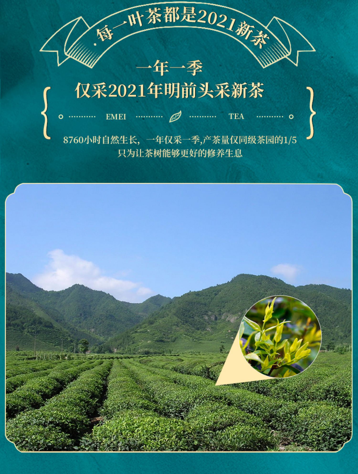 山水峨眉2021年明前新小叶苦丁茶