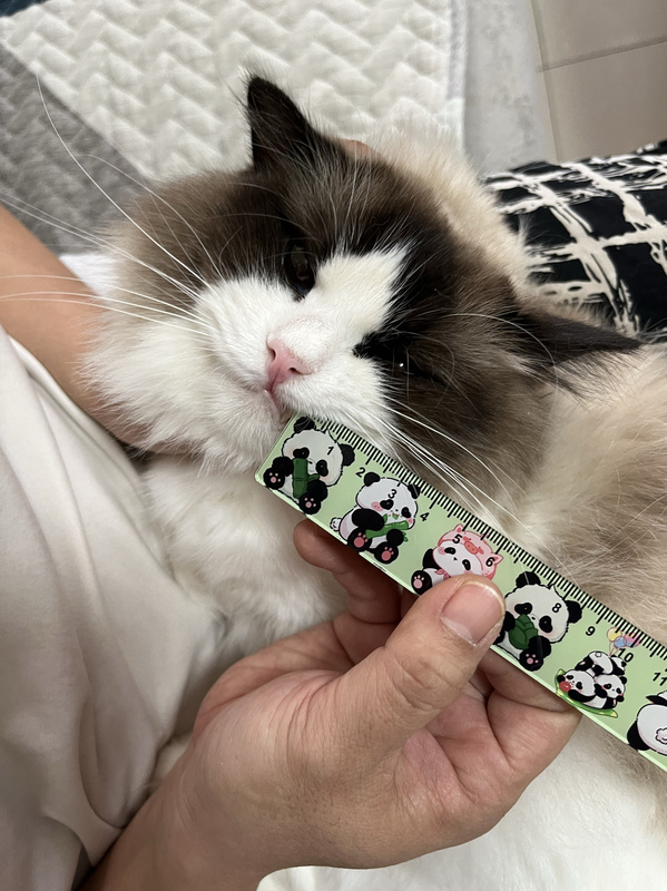Lucky Cat with Whiskers, Wishing Cat with Whiskers, Naturally Shedding Whiskers from Its Own Cattery, Limited Quantity, Come and Get It