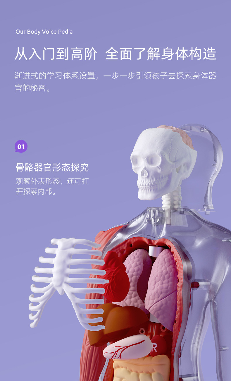 【中国直邮】Science can科学罐头 人体解剖模型器官可拆卸儿童教学玩具我们的身体语音百科