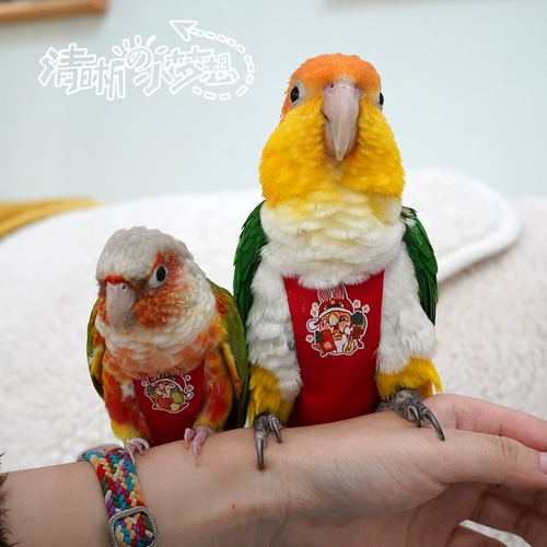 Трехмерная моча попугая птицы не мокрой одежды.