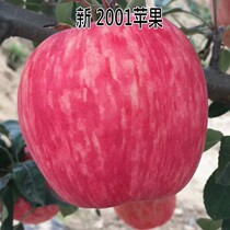 New varieties of extra-large striped red apple seedlings in the Basin of New 2001 Apple seedlings grafted seedlings planted in the South and North