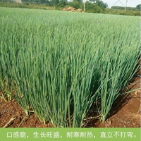 Японские семена зеленого лука, без сплит -зеленого лука, семена седана, сезоны, сезоны сея