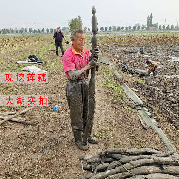 卷皮食品 洪湖新鲜粉藕 1000g 天猫优惠券折后￥14.99包邮（￥19.99-5）