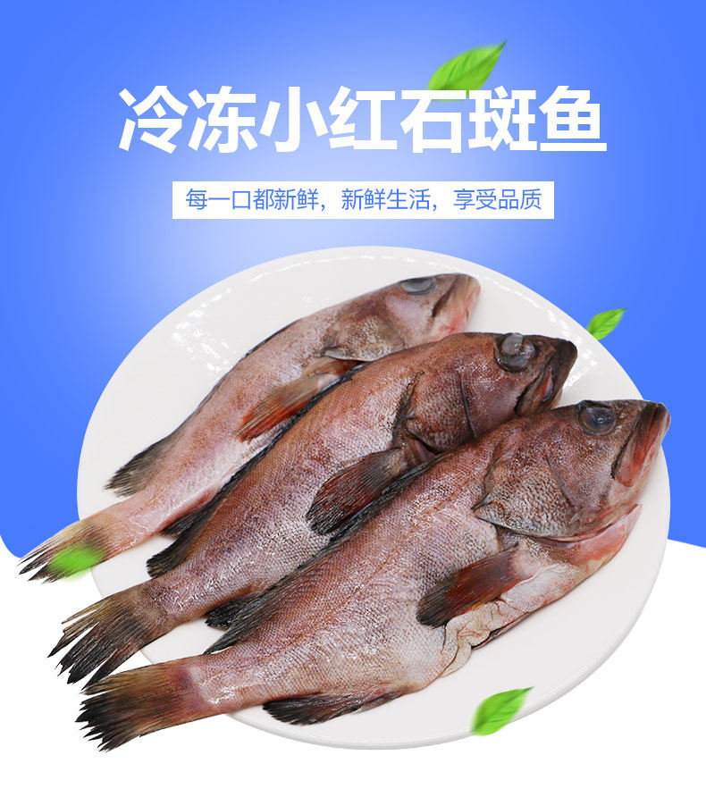 阳澄月影 新鲜冷冻 小红石斑鱼 5斤约4条 天猫优惠券折后￥43.8顺丰包邮（￥93.8-50）