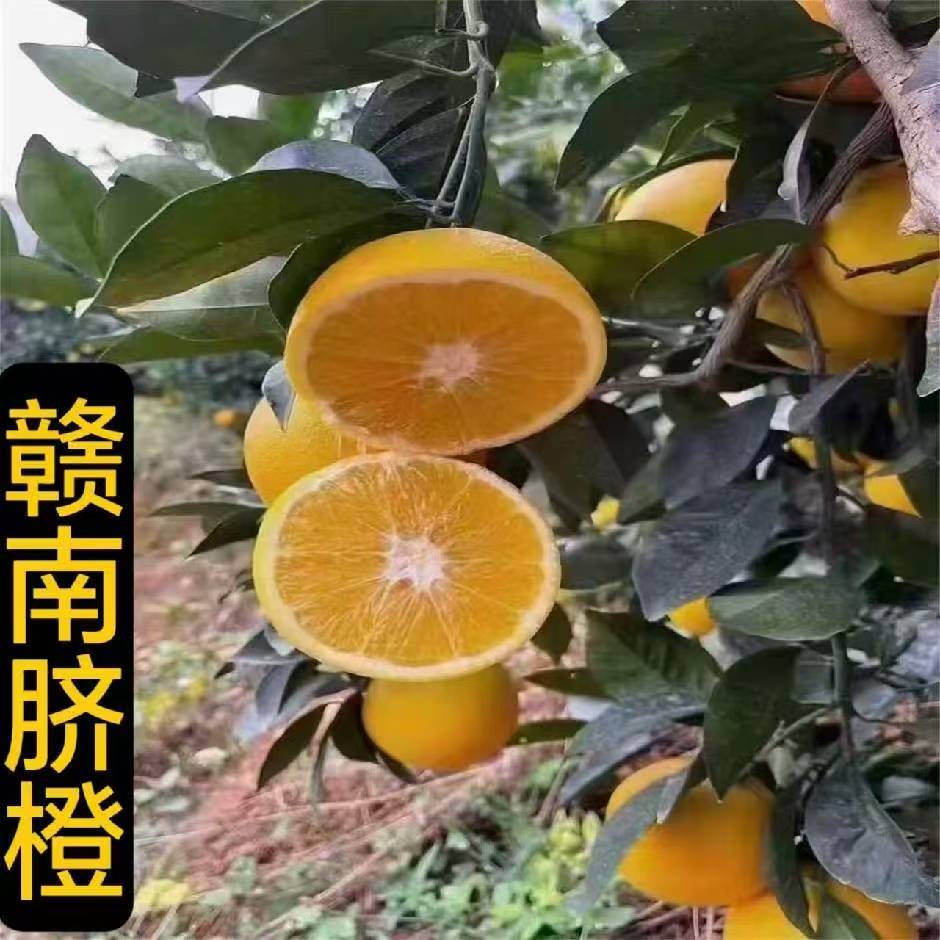 赣南特产商城的LOGO