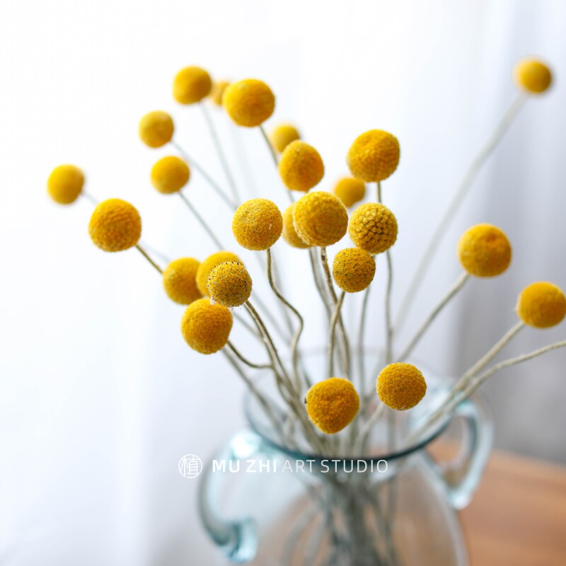 Golden ball dried flower dried fruit natural air-dried real flower immortal flower Nordic soft home decoration golden mallet flower dried flower