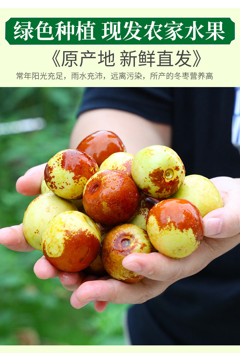 现摘现发 陕西大荔冬枣整箱5斤 图1