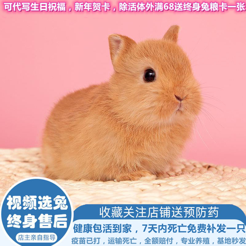 Pet rabbit living dwarf rabbit small pet dormitory pet dormitory pet drying cup cottage rabbit good mini pet