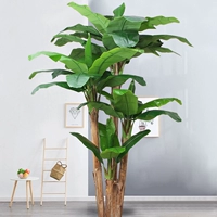 2,5 метра из четырех бананового дерева (без горшков)