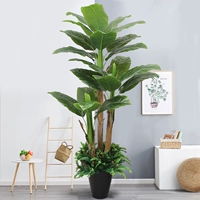 1,9 метра из трех банановых деревьев.