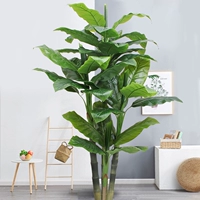 1,9 метра и 4 снимка семейной любви (без горшков)